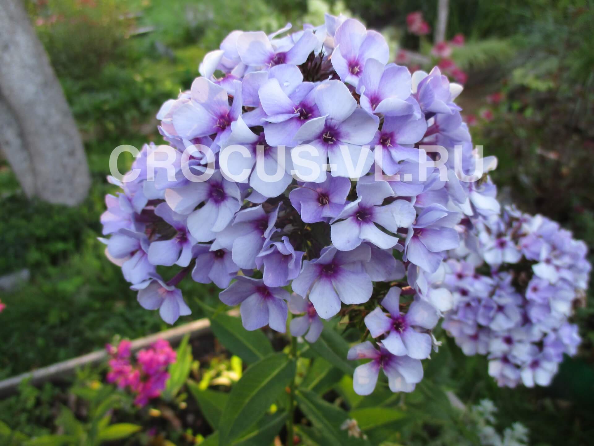 Флокс метельчатый «Чароитовая Крошка»